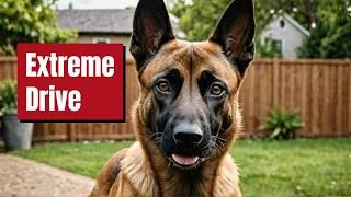 The Truth About Belgian Malinois: Incredible Intelligence in Action | Malinois | Dog Training