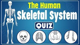 The Human Skeletal System Quiz | Explore the Human Skeleton | Identify Bones and Their Functions