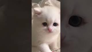  See the Antics of These Kittens Guaranteed to Brighten Your Day!". #meow #cute #kitten #cat