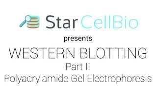 Western Blotting - Part II