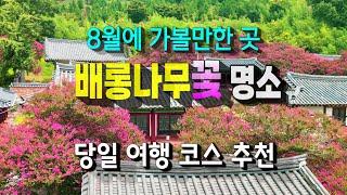 혼자 보기 아까운 배롱나무꽃 명소 l 부안-군산-서천 l 당일코스 추천