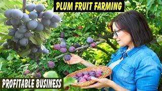 How to Start a Business Plum Farming - Plum Fruit Farming Step by Step - Commercial Farming