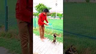 lion  gorilla  funny vfx magic video || kinemaster editing || #shorts #pradeepchaurasiyashorts