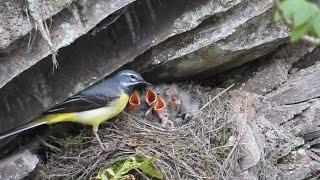 Gebirgsstelze (Motacilla cinerea). Eifel / Ellerbach