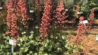 Heucheras, some of the best shade plants