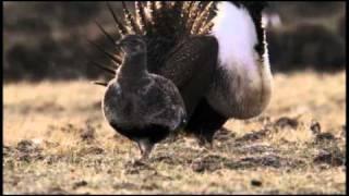 The Sage Grouse