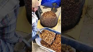 Black walnut harvest for this year. #homesteading #blackwalnut #prepping