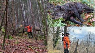 2 eme vidéo chasse en Alsace (Sanglier daim)