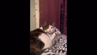 Guy makes licking noises while cat licks paw