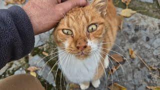 The Orange Cat Family surrounded me and I made them happy with a handful of food.