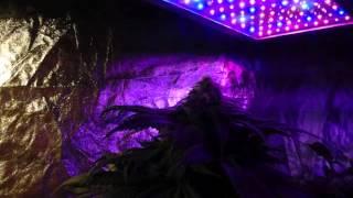 LED vs MH/HPS grow lamps