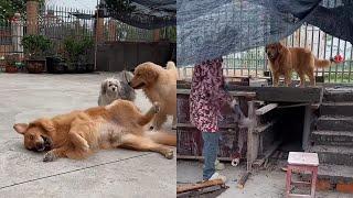 Warm life in the countryside ️#聪明旺豆豆 #goldenretriever