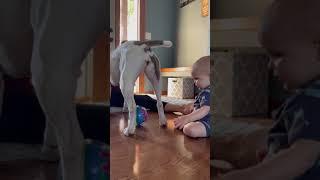 Baby Puts His Finger in Dog's Butt Hole - 1208114