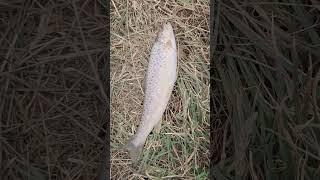 trout fishing pastrva #nature #fishinglife #fishingvideo #truth #troutfishing #lures #ryuki