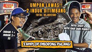 UMPAN LUMPUR KUALITAS UNGGUL BIKIN INDUK MELEDUK IKAN RAME MASUK! RAMPOK  3 AMPLOK TETANGGA MERAJOK