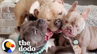 Family Takes 3 Kids And 3 Dogs On "Vacation" | The Dodo