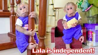 Lala obediently takes care of herself when Thuy is busy!
