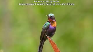 Copper-throated Sunbird (Male) @ Chiu Sein Chiong 9646