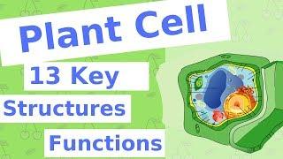 The Plant Cell | 13 Key Structures