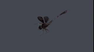 dragon fly01