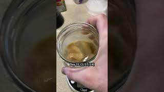 Day 31 of Investing My Cold Brew Savings in the S&P 500 #coffee #investing #coldbrew