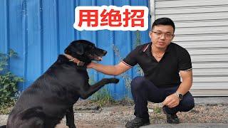 给拉布拉多犬打虫，狗语者老汤用奇招，直接笑喷路人