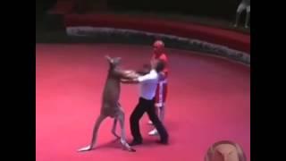 Kangaroo vs man (boxing)