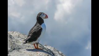 June 5, 2024 Puffin Tour to Machias Seal Island