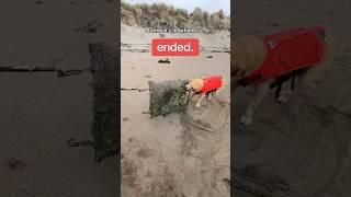 Oatmeal is only… semi helpful #BeachDog #BeachCleanup #FunnyDog