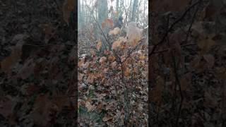 First buck recovery 2016 Missouri rifle season