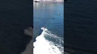 Surfing with the Dog on Board - Malibu Pier