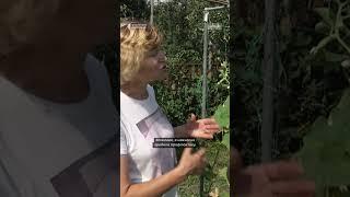 Як доглядати за огірками у спекотну погоду #shorts #огірки #спека #врожайність #суспільнежитомир