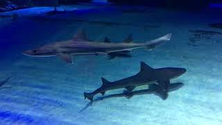 AQUARIUM TOUR ANTALYA TÜRKİYE   2