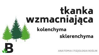  Sklerenchyma Kolenchyma Tkanka Wzmacniająca * Tkanki Roślinne  - KOREPETYCJE z BIOLOGII - 381