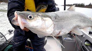 Arctic Tarpon Fishing Road Trip (ft. Joe Cooper, from the University of Time on the Water)