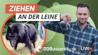 ZIEHEN an der Leine: Belgischer Schäferhund Fenris lernt Leinenführung | Live-Training