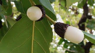 White Biba Seeds Tree's :- 9022970356 | Safed Bhilawa Price In India