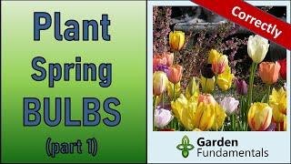 Planting Spring Bulbs - Complete Guide   How, What, When and Where