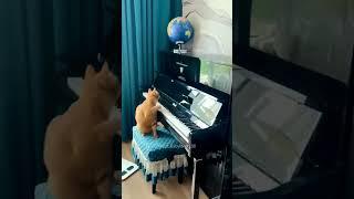 I think he was a little scared.  #cats #cat #sevda #catvideos #funny #sevgi #pets #huzunlu #cute