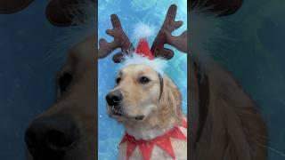 It’s TIME ! All I want for Christmas is Blue ! #dogs #shorts #funny #mariahcarey #goldenretriever