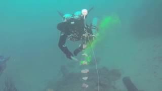 Portofino Reef Restoration Project (Spongia agaricina)