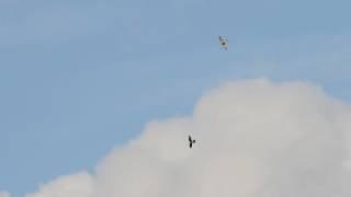 Hobby vs Kestrel