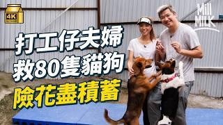 #MM｜80後打工仔夫婦收工後、放假義務救流浪動物 領養患胰臟炎 心絲蟲唐狗 3年曾幫助80隻流浪動物 爬水渠拯救被遺棄 患皮膚病名種貓｜#700萬種生活 #4K