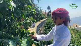 زراعة البن بالسعودية - مهنة توارثتها الاجيال #السعودية   #saudiarabia #coffee