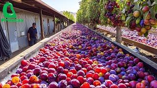 Harvesting Billions of Plums in California – From Fruit to Prunes!