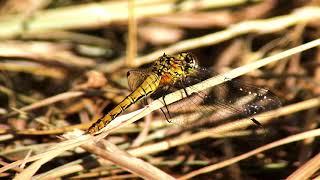 Ruddy Darter (Sympetrum sanguineum) (F) - on ground @ Rye Harbour