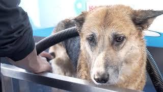 Car wash for dogs