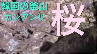 [韓国,한국] 釜山、桜の花見、広安里(カンアンリ)。부산 광안리. 벚꽃