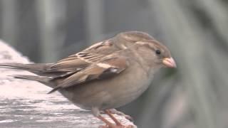 Sparrows are a family of small passerine birds Passeridae 21 Dec 2014 Lahore Pakistan