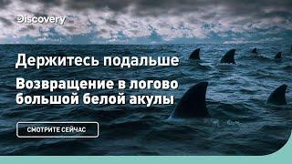 Держитесь подальше | Возвращение в логово большой белой акулы | Discovery